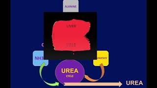 The LIVER Detoxifying Ammonia Role of UREA DrAJGhalayini [upl. by Alejandro]