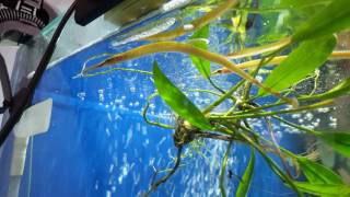 Freshwater Pipefish [upl. by Nazar123]