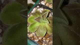 Pinguicula x Weser [upl. by Elliot537]