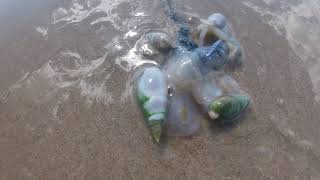 Sea Snails Eating Blue Bottle Jelly Fish On The Beach [upl. by Ahsakat]