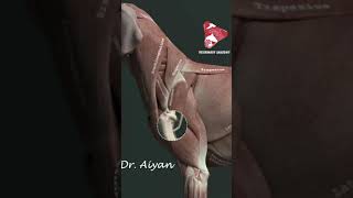 Triceps brachii dog animalanatomy 3danatomy anatomymodels [upl. by Chatterjee]