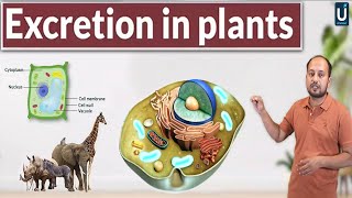 Excretion in Plants  Homeostasis  12th Biology  Chapter 15  Inter Part 2  Ucademy [upl. by Lledniuq]