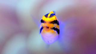 First Fish The Striped Blenny Meiacanthus grammistes [upl. by Gennaro]