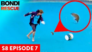 Huge Rat Attacks Bondi Lifeguard  Bondi Rescue Season 8 Episode 7 OFFICIAL UPLOAD [upl. by Pulling]