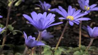 Anemone blanda Atrocaerulea flower time lapse [upl. by Liebman419]