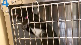 Kittys for adoption at Petsmart in Bowie [upl. by Eisen]