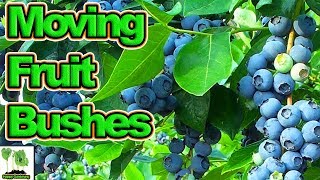 How To Move Or Plant Fruit Bushes [upl. by Philine]