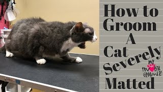 Grooming an extremely matted cat [upl. by Christoph]