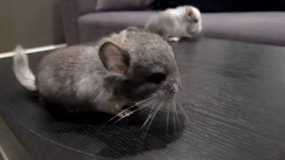 Baby Tabletop Chinchillas [upl. by Sochor573]