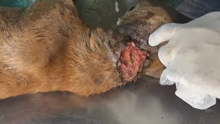 Infested with maggots rescued this beautiful dog and treated him [upl. by Obidiah137]