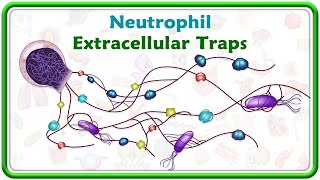 Neutrophil Extracellular Traps Nets [upl. by Nikal177]