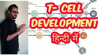 Tcell development  maturation in hindi [upl. by Adnohryt851]