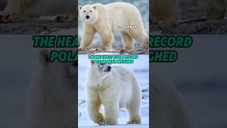 Top 20 Largest Land Carnivores The Polar Bear [upl. by Adav]