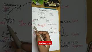 Most easiest trick to learn KREBS CYCLE like never before 🔥✨Neet 11thbiobotany [upl. by Lachance]