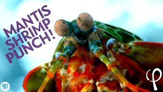 Mantis Shrimp Punch at 40000 fps  Cavitation Physics [upl. by Hoffarth694]