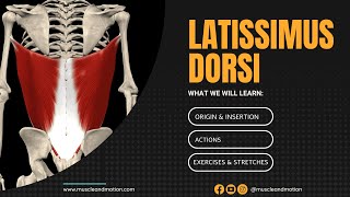 The Latissimus Dorsi Anatomy and function [upl. by Mundt]