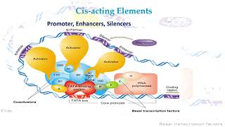 Cis Acting Elements [upl. by Carney798]