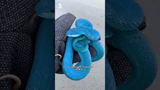 Les 5 plus beaux serpents du monde 🐍😍 ep2 [upl. by Ysnap]