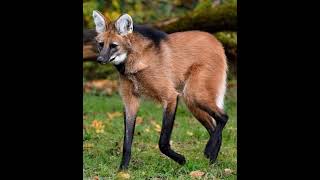 Maned Wolf Sound Effects 🐺 🔊 [upl. by Ahsirahc]