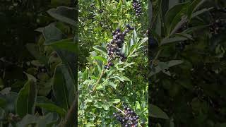 Бірючина звичайна  Ligustrum vulgare  в природі і в озелененні nature [upl. by Tergram123]