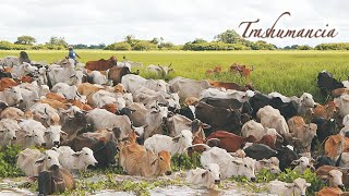 TRASHUMANCIA Vaquerías rodeo arreo de ganado ganadería tropical Llanos sabanas pampas Campo [upl. by Mohr]