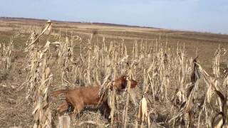 Zoldmali Extreme Wirehaired Vizsla what a spectacular work [upl. by Ennayhs882]