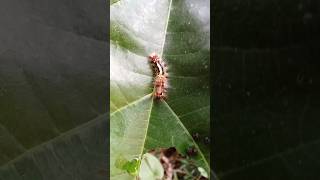 Life cycle of butterfly Caterpillars are part of life cycle of butterfly insect butterflynature [upl. by Korfonta980]