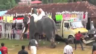 Killer elephant goes berserk trampling Indians at Kerala festival [upl. by Isaiah606]