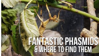 Phantastic Phasmids and Where to Find Them [upl. by Rufford]