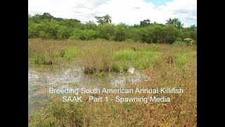 Breeding South American Annual Killifish  Spawning Media [upl. by Fawn]