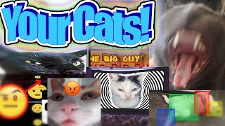 I Turned My Viewers Cats Into Memes [upl. by Raab]