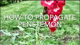 How To Propagate Penstemon How To Take Penstemon Cuttings Plant Propagation [upl. by Selemas869]