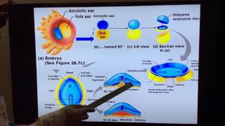 General Embryology  Part III 3rd and 4th week of development by Dr Vijaya [upl. by Kenweigh]