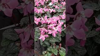 Ciclamini ciclamini ดอกไม้ flower fiori ดอกหญ้า beautiful colorful shortsvideo shorts [upl. by Stefan]