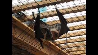 The Biggest Bat in the World  Flying Fox [upl. by Aleac10]