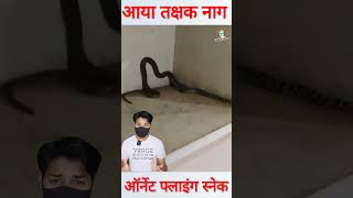 झारखंड में पहली बार सामने आया तक्षक नाग shorts takshaksnake [upl. by Nilam498]