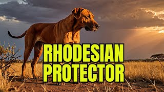 Rhodesian Ridgeback The Breed Built for Big Game amp Endless Love  Dog Breeds  German Shepherd [upl. by Kiryt]