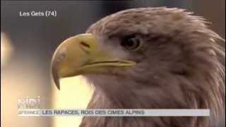 ANIMAUX  Le fauconnier et les rapaces dans les Alpes [upl. by Kirby]