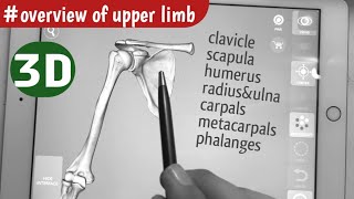 Overview of Upper Limb Bones  Osteology of upper limb [upl. by Oralla]