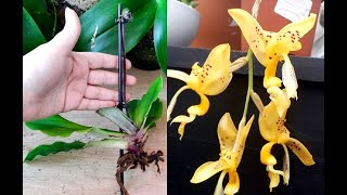 Посылка с орхидеями РАДОСТЬ И РАЗОЧАРОВАНИЕ Paphiopedilum Pinocchio Stanhopea jenischiana стангопея [upl. by Louth]