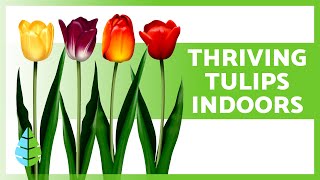 POTTED TULIP CARE for YearRound Beauty 🌷 Location Watering and More [upl. by Oira26]