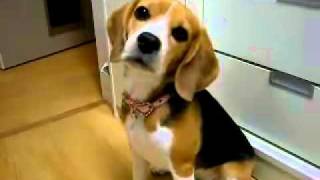 Beagle Dog Information and Pictures of Beagles [upl. by Akcire249]