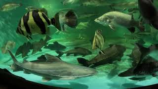 14 fish upgrade 1800g to 4500g 4xBarramundi 3xNile Perch 2xDatnoides 2xLMBass 3xArowana [upl. by Luann]