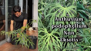 Anthurium podophyllum yang eksotis [upl. by Drawde]