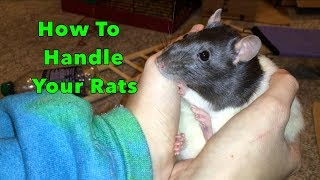 How To Pick Up And Handle Your Rats [upl. by Gifford593]