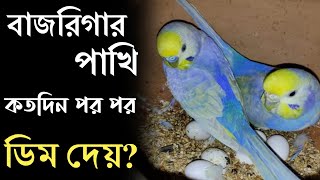 বাজরিগার পাখি কতদিন পর পর ডিম দেয়  Pakhi Kotodin por por dim dei  Pakhi Palon  Grow Life [upl. by Allenrac]