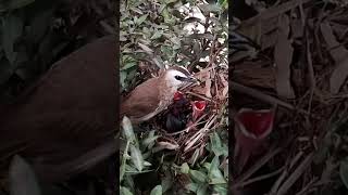 Yellow vented bulbul Birds call for food bird baby birds [upl. by Uchida36]