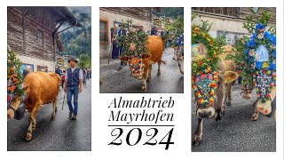 🇦🇹Almabtrieb🐮MAYRHOFEN 2024❤️🐄 Austria Zillertal 05102024 [upl. by Peppy]