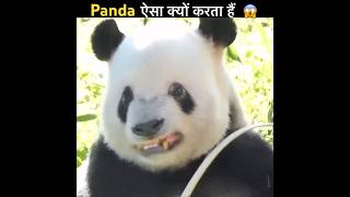 Why Pandas do this😨 shorts facts panda [upl. by Herr]