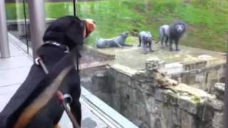 Alfie the Entlebucher Mountain Dog barks at the Lions at the Tower of London [upl. by Oppen]